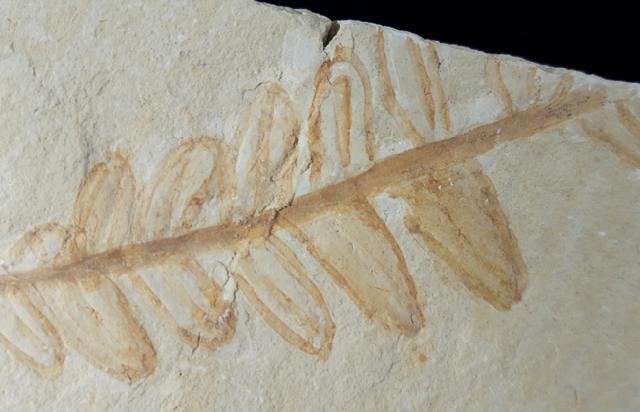Cycadopteris cf. jurensis KURR 1845 - Bild © FossNet FossilienStore